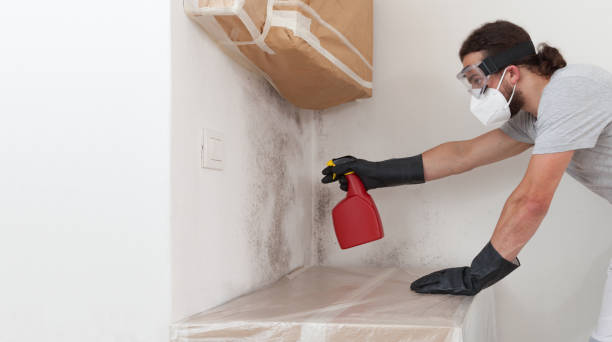 Professional Black Mold Remediation technician working in Bensenville, IL