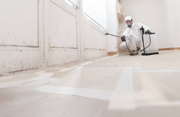 24/7 Emergency Black Mold Remediation experts in Bensenville, IL