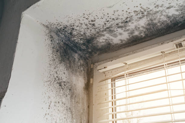 Affordable Black Mold Remediation solutions in Bensenville, IL